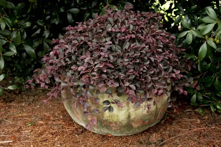 Garden Glow: This Pretty Purple Shrub Blooms Nonstop Year-Round