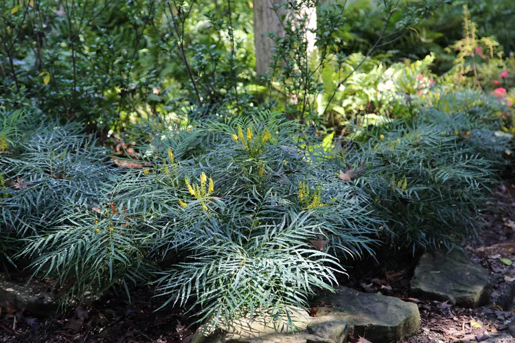 Brighten Your Winter Landscape with This Easy-Care Yellow-Blooming Shrub