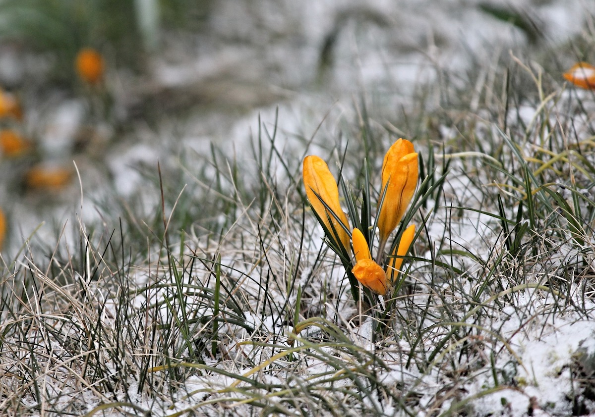 Brighten Your Winter Landscape with This Easy-Care Yellow-Blooming Shrub
